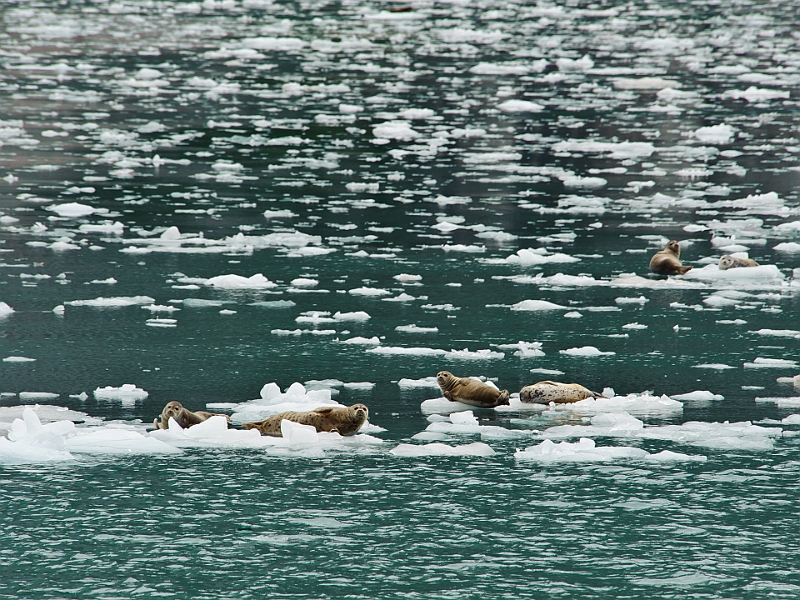 Alaska Wildlife-70.JPG